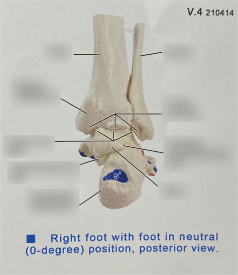 Right Foot Posterior Joints Diagram Quizlet