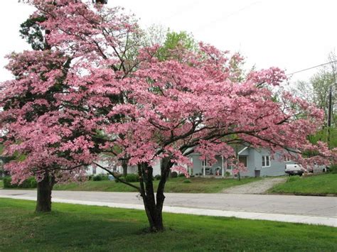 5 Flowering Pink Dogwood Tree Seeds – Seed World