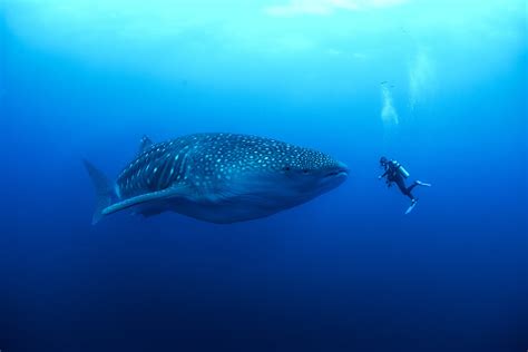 Galapagos Whale Shark Project — Marine Megafauna Foundation