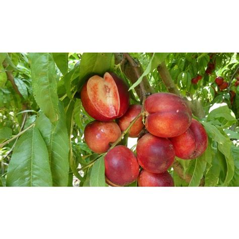 Arctic Glo Nectarine Store Tomorrows Harvest