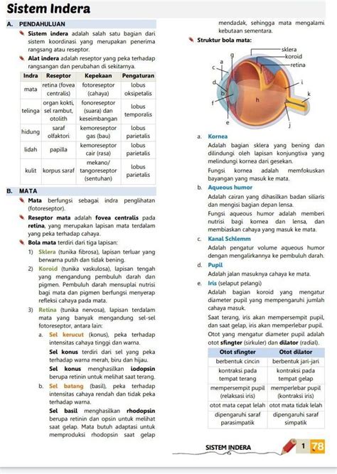 Gambar Struktur Mata Dan Fungsinya Denah