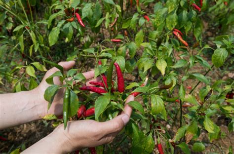 The Best Soil For Pepper Plants