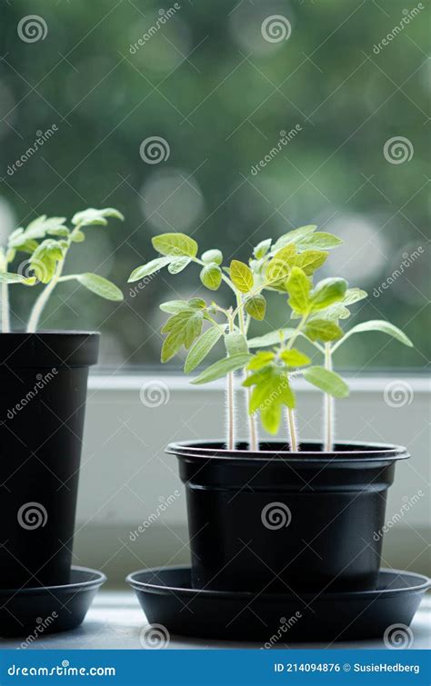 Tomateiros Jovens Que Crescem Em Potes Pela Janela Foto De Stock