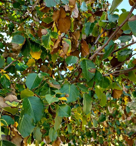 Everything You Need To Know About The Bradford Pear Tree And Its