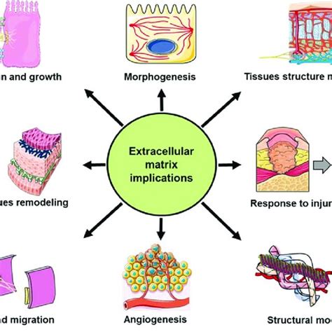 Extracellular Matrix