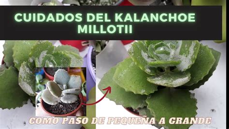 Cuidados De La Kalanchoe Millotii Youtube