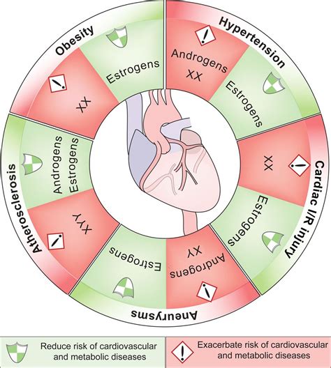 Sex Hormones And Sex Chromosomes Cause Sex Differences In The Development Of Cardiovascular