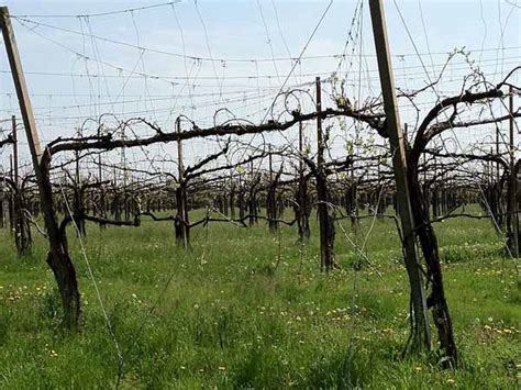 Coltivare La Vite A Pergola O Tendone Guida Completa