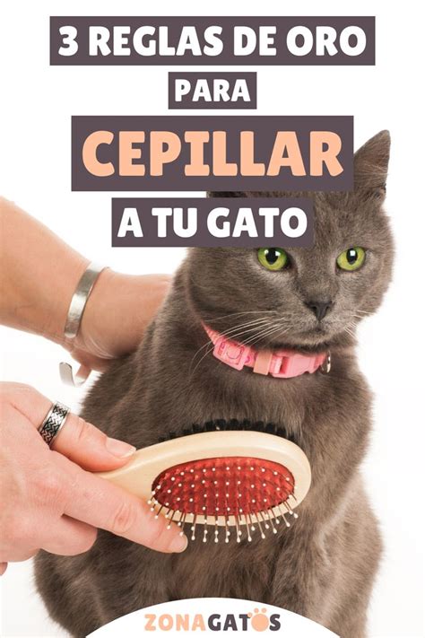 Las 3 Reglas De Oro Para Poder Cepillar A Tu Gato Milanesa Reglas De