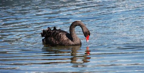 Elegant Black Swan Photo Of Tasman Nelson New Zealand At Kiwiwise