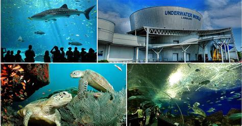 Langkawi Underwater World All About TOUR And CULTURE