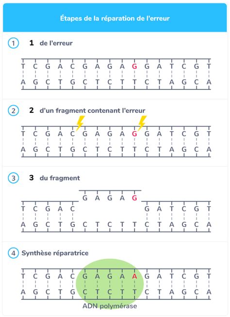 Sch Matiser La R Paration De L Adn Par Les Enzymes Re Exercice De