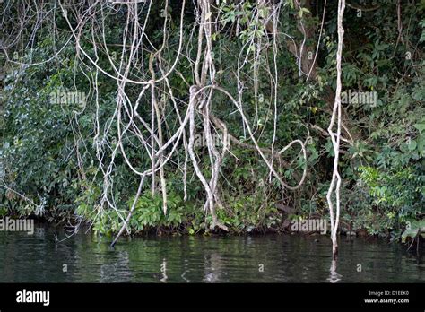 El Pantanal el humedal más grande del mundo Brasil América del Sur