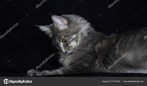 Blue Blotched Tabby Maine Coon Domestic Cat Female Laying Black Stock