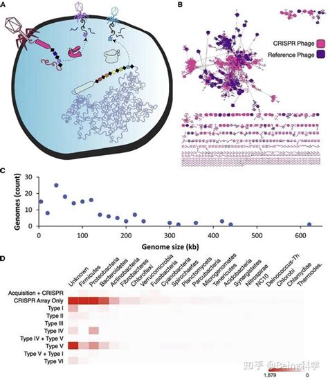 诺奖得主新发现：casλ作为crispr Cas酶的新来源，其紧凑结构能实现植物和人类细胞基因组编辑 知乎