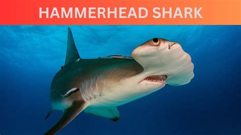 Jaws Dropping Hammerhead Shark Facts Get Ready To Dive Into The