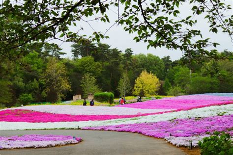 10 Best Places to See Shibazakura in Japan - Tokyo Past 3