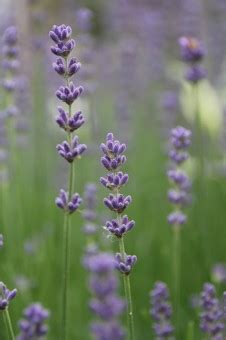 Kostenlose Foto Wiese Blume Kraut Botanik Bl Hen Flora Lavendel