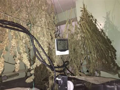 Cannabis Factory With 500 Plants Discovered By Police In Handsworth