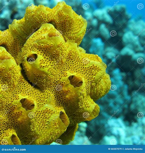 Coral Reef With Great Yellow Sea Sponge At The Bottom Of Tropical Sea