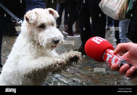 Brussels, Belgium. 7th Jan, 2017. A dog cosplayed as the Milou, a ...