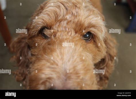 Cute Dog Staring Stock Photo Alamy