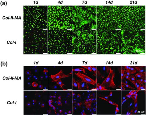 FDA Green PI Red A And Phalloidin Red DAPI Blue B Staining