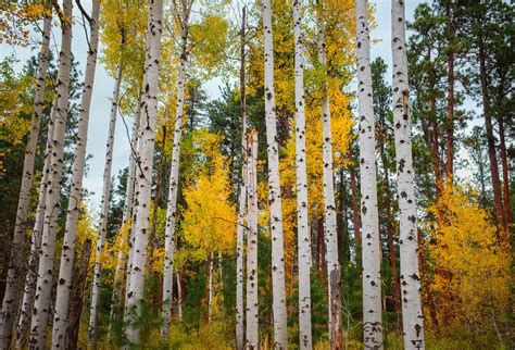 Aspen Colorado Usa Forests Autumn Trees Birch Hd Wallpaper Rare