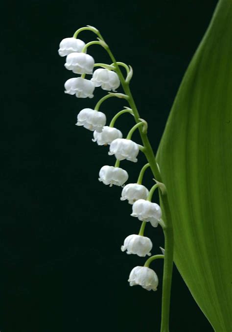 Lily Of The Valley 🍃🔔 Delicate Bells Of Springs Embrace