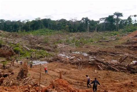 La AmazonÍa Peruana Presenta Una DeforestaciÓn Masiva Rcr Peru