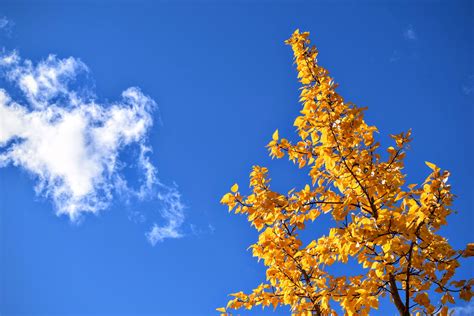photo fresh leaves blue fresh leaf   jooinn