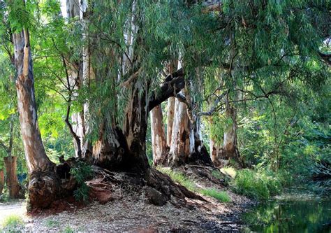 ¿En qué consiste el amensalismo? | Photo tree, Eucalyptus, Tree images