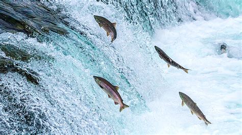 Tote Fische Schwimmen Mit Dem Strom Christen Leben