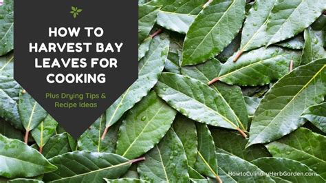 How To Harvest Bay Leaves For Cooking Plus Drying Tips Recipe Ideas