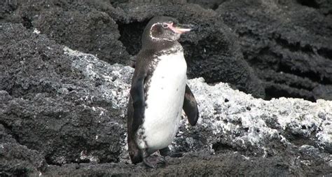 Galapagos Penguin The Animal Facts Appearance Diet Habitat Range