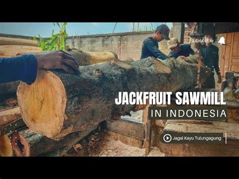 Beautiful Aset Terbesar Sultan Kayu Nangka Full Galih Serat