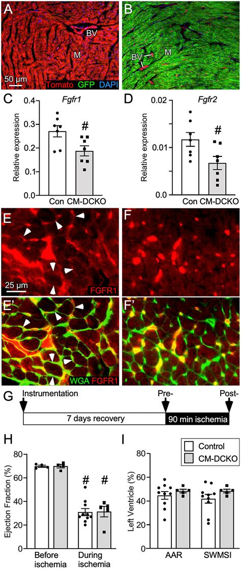 FIGURE E Conditional Targeting Of Fgfrr And Fgfrr In Adult