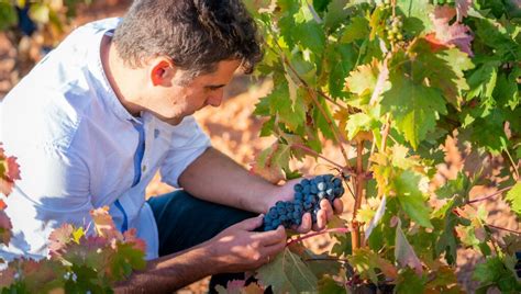 Mejores Bodegas En Ribera Del Duero Y Sus A Adas