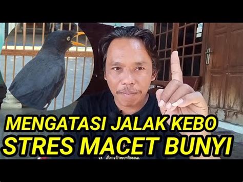 Mengatasi Jalak Kebo Macet Bunyi Ll Mengatasi Jalak Kebo Stres YouTube