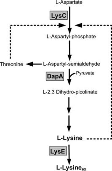 Lysine Biosynthetic Pathway In Corynebacterium Glutamicum Metabolic Download Scientific