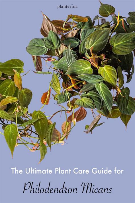 Beginner S Guide To Philodendron Micans Plant Care