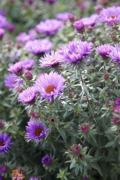 Aster Purple Dome Michaelmas Daisy