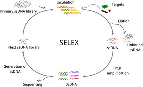 Aptamers A Prospective Tool For Infectious Diseases Diagnosis Chen