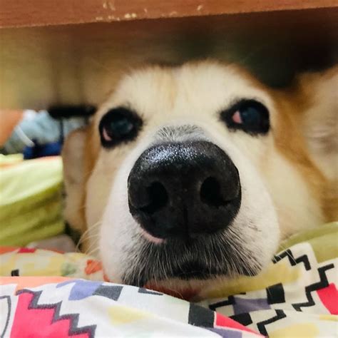 哥哥是阿肥屎蛋是弟弟 corgi mr chang Threads Say more