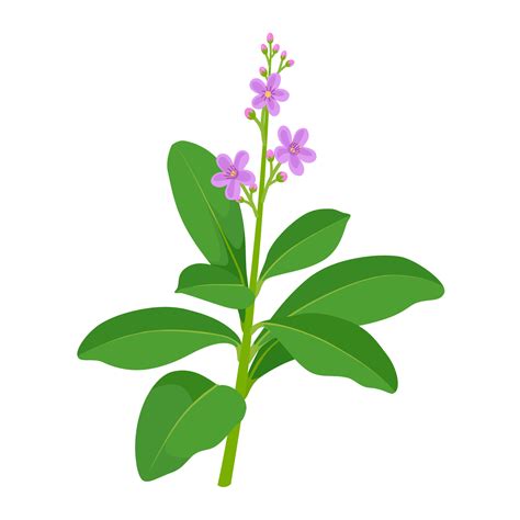 Vector Illustration Javanese Ginseng Plant Scientific Name Talinum