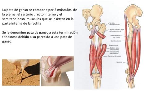 La Pata De Ganso Centro Fisioterapia Segovia Senso