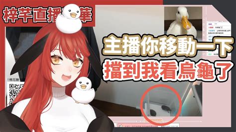 【梓芊直播精華🐰】1013 你們不要給我烏龜取名叫想龜！twitch寵物週實況活動 梓芊 Vtype Twitchclips 寵物週