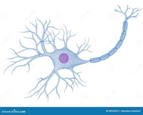 Célula Nerviosa Imagenes De Archivo Imagen 8854594