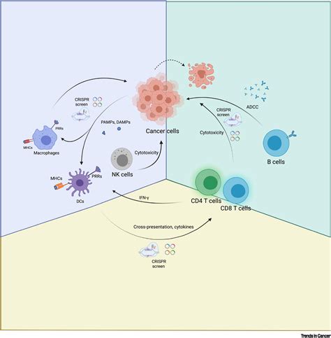 Tumor Immunology Crispr Screening Present Past And Future Trends In