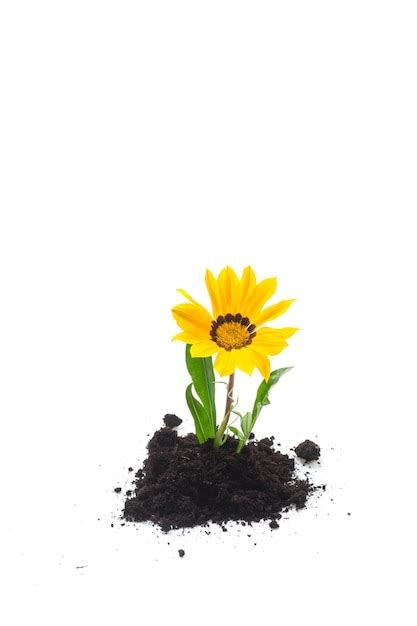 Premium Photo Yellow Blooming Flower Grows In The Ground Isolated On